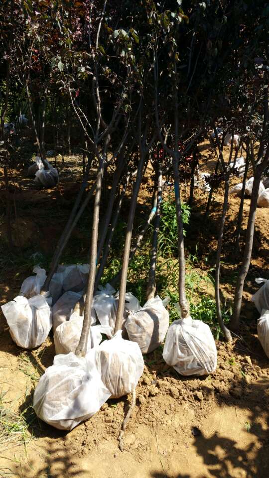 紅 葉李 紅 葉李/5公分紅葉李/