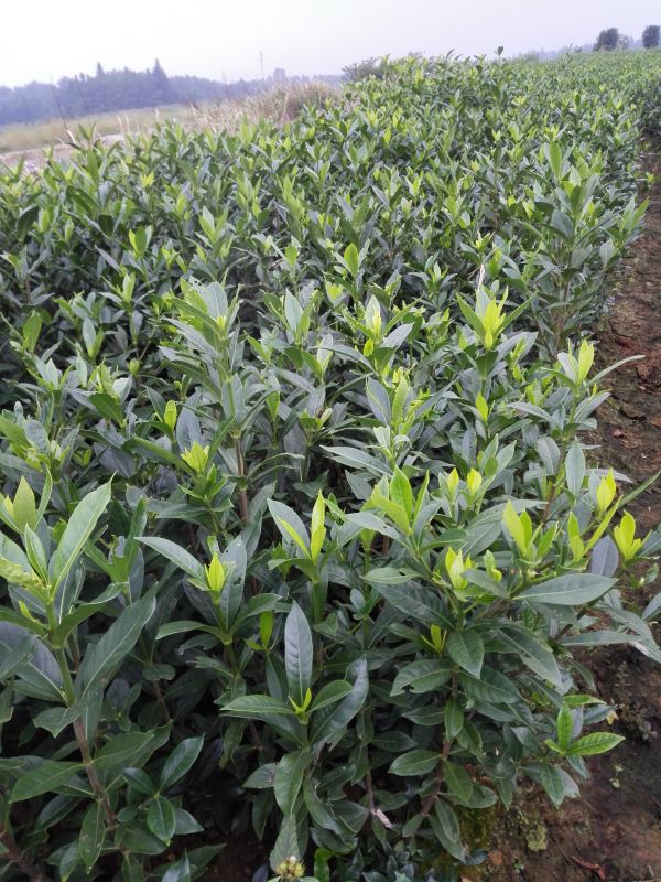 湖南梔子苗批發(fā)價(jià)格 長(zhǎng)沙高產(chǎn)梔子苗價(jià)格 長(zhǎng)沙扦插黃梔子苗價(jià)格