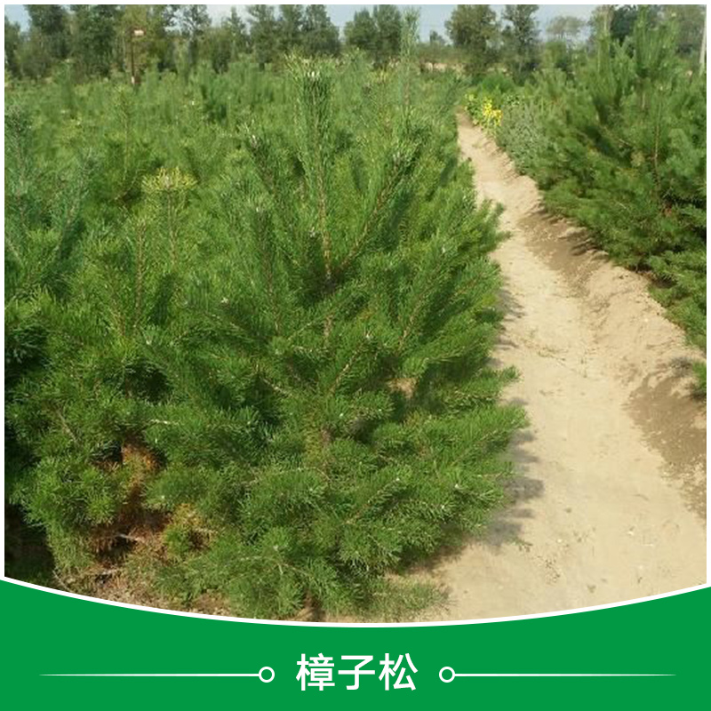 樟子松 樟子松小苗批發(fā) 百萬樟子松小苗基地直銷 河北西樟子松育苗基地