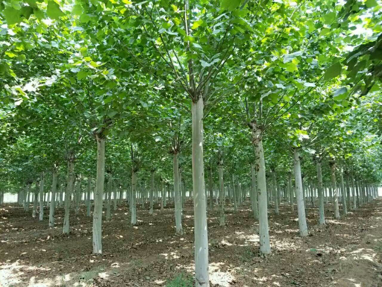 法桐，濟(jì)寧龍德法桐多少錢？