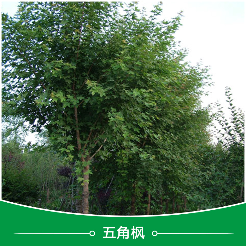 衡水五角楓批發(fā) 綠化苗木五角楓 綠化工程五角楓小苗 價(jià)格合理量大