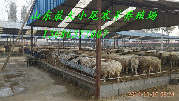 供應(yīng)小尾寒羊肉羊杜泊羊肉羊種羊