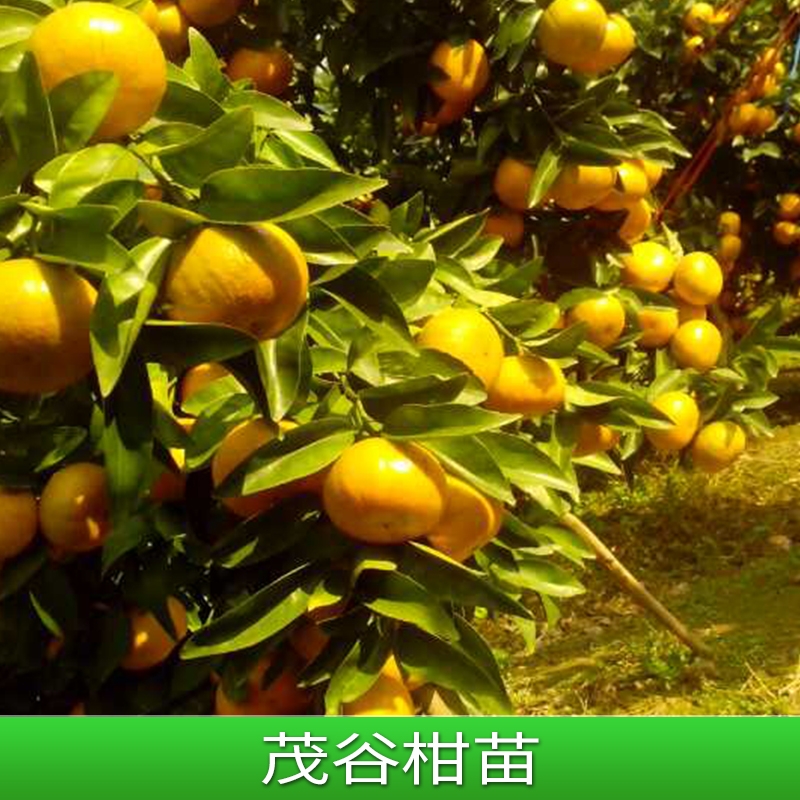 廣西茂谷柑苗，茂谷柑苗種植基地，茂谷柑苗批發(fā)采購，柑苗價格