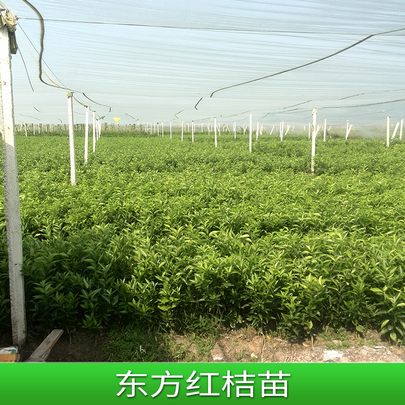 世紀紅柑橘苗 東方紅桔苗 _沃柑苗_廣西苗木基地 柑橘苗批發(fā)