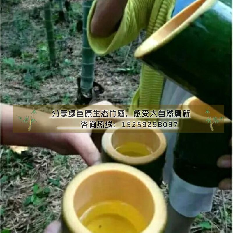 竹筒酒*排行榜:竹筒酒加盟代理,竹筒酒批發(fā),竹筒酒功效-鮮竹酒