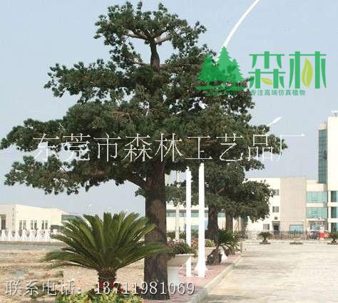 福建仿真松樹廠家 13556730244