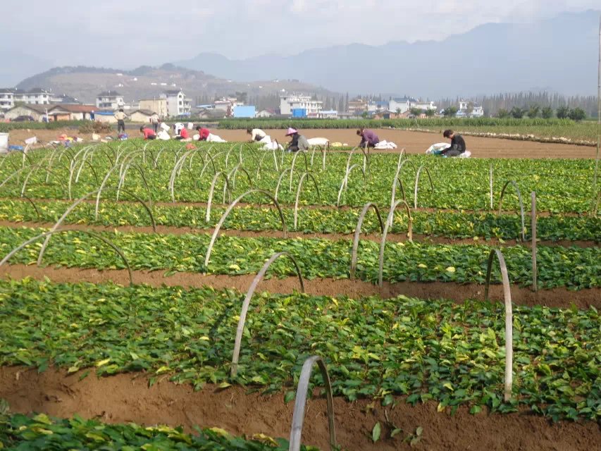 松陽偉眾供應(yīng)黃金芽茶苗 浙江茶枝條基地 浙江紫娟茶苗批發(fā)