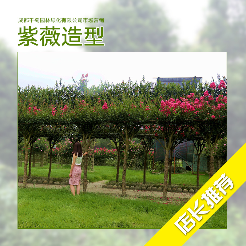 紫薇造型 紫薇種植基地 紫薇種植 紫薇樹苗批發(fā) 紫薇花供應(yīng)