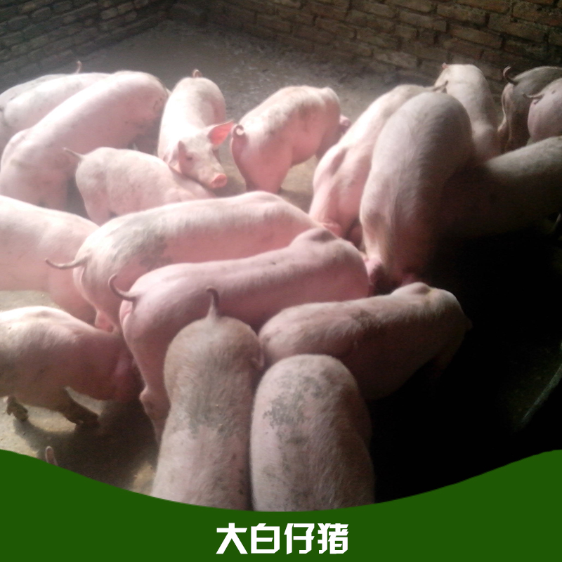 大白仔豬 瘦肉型三元仔豬 良種外三元仔豬 大白仔豬