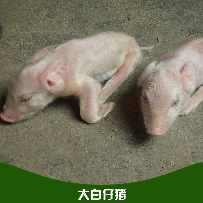 大白仔豬 瘦肉型三元仔豬 良種外三元仔豬 大白仔豬