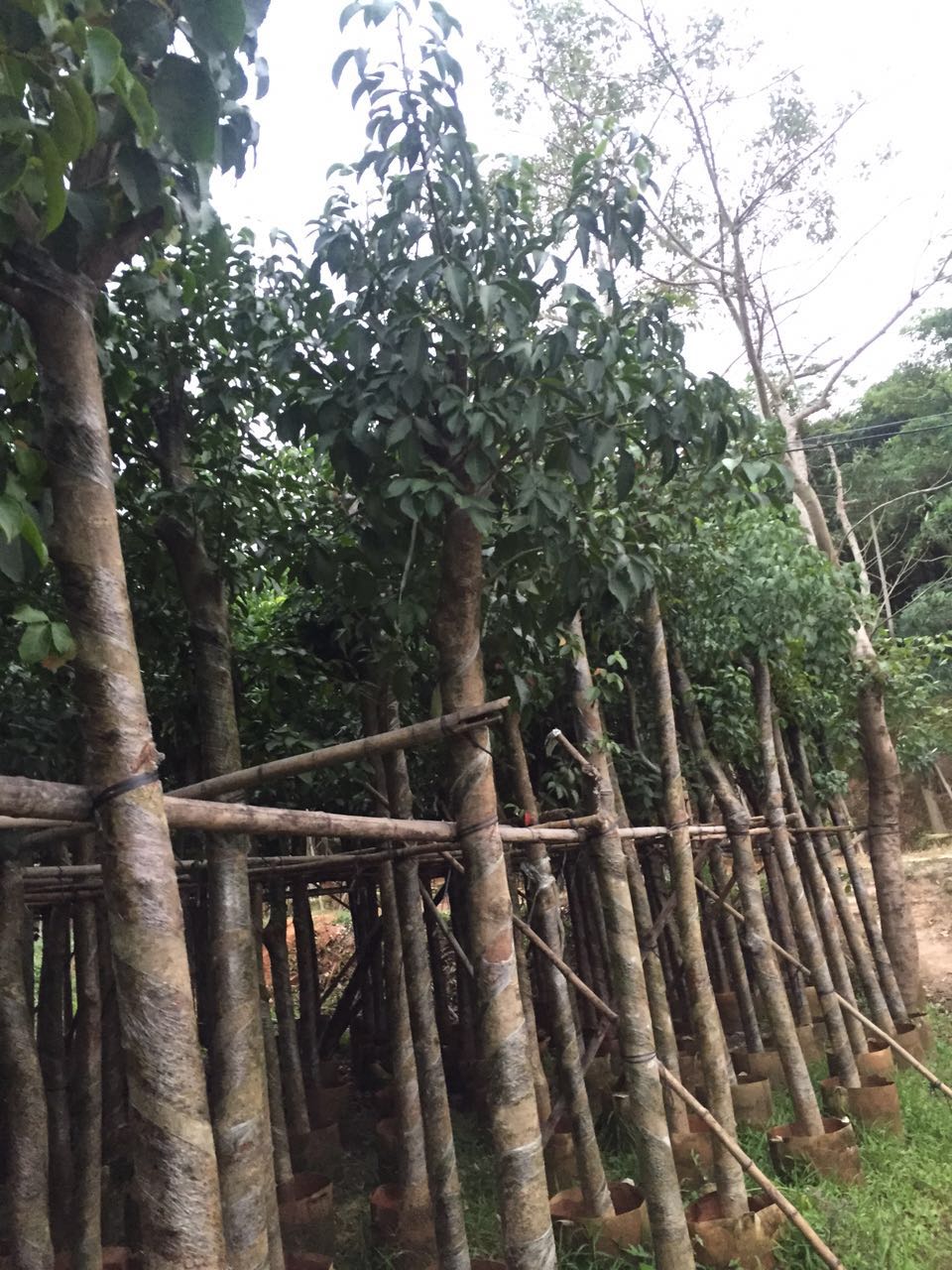 秋楓，廣東秋楓價(jià)錢，廣東秋楓種植基地，廣東秋楓那家好