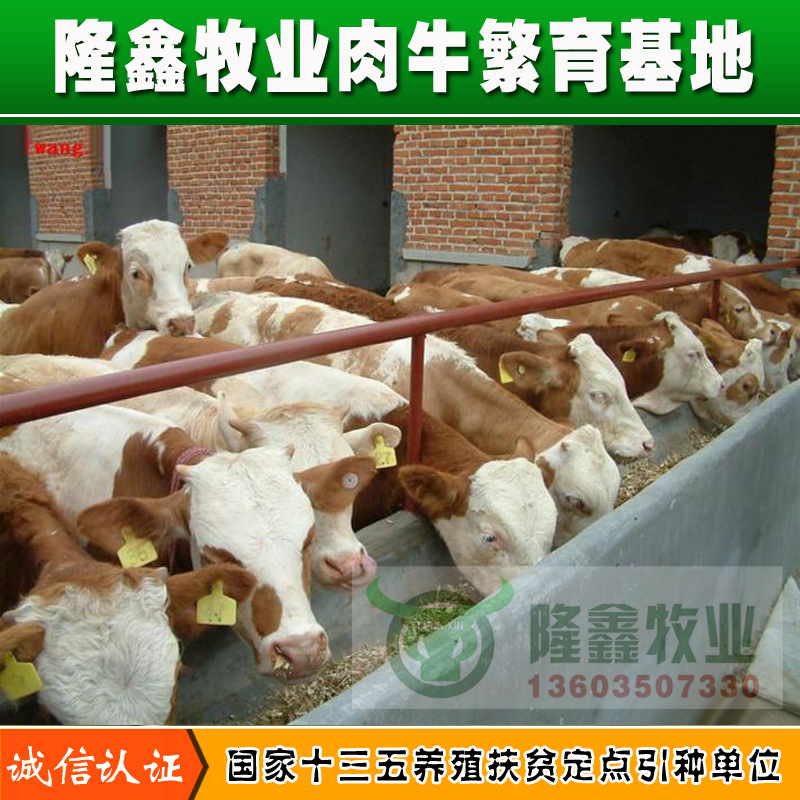 供應用于繁殖|育肥的河南肉牛價格 內(nèi)蒙肉牛價格