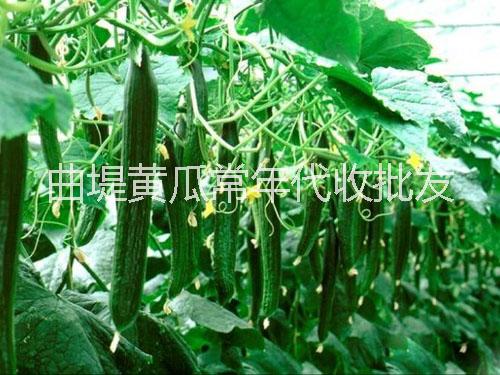 濟南曲堤黃瓜黃瓜苗