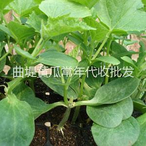 濟陽曲堤黃瓜批發(fā)