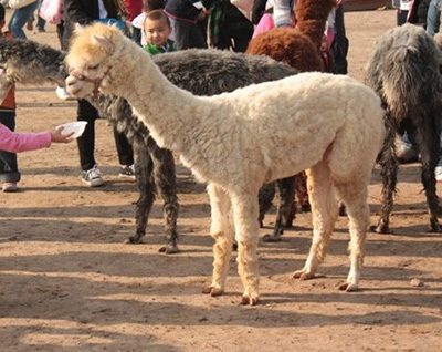 *出租、鄭州專業(yè)*暖場活動 鄭州*暖場活動、*出租租賃