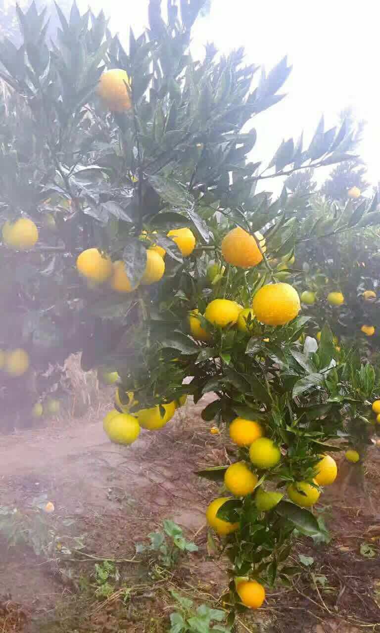 湖北蜜橘價(jià)格 湖北蜜橘批發(fā)價(jià)格 蜜橘批發(fā)多少錢