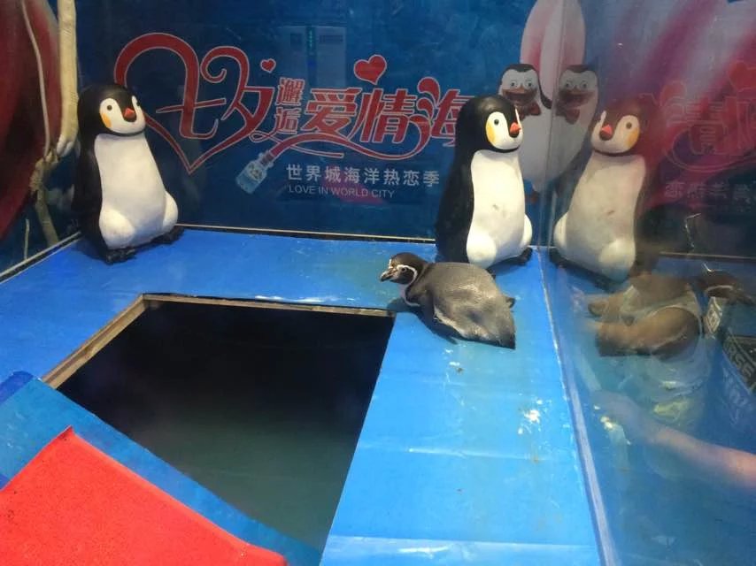 經(jīng)典海洋生物主題展出租觀賞魚缸布置方案價(jià)格