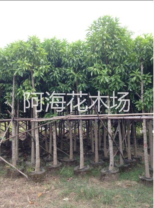 10公分白玉蘭供應商四川10公分白玉蘭價格便宜商家