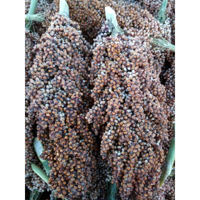 現(xiàn)款求購(gòu)： 玉米 碎米 麩皮 高粱