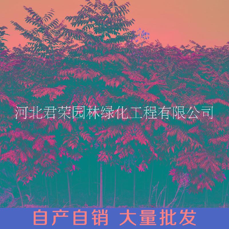 華北基地供應欒樹