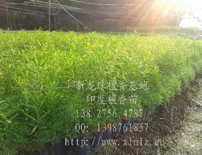 云南印度檀香苗 海南檀香苗批發(fā)價(jià)格  云南檀香種苗報(bào)價(jià)