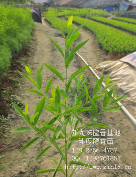 供應(yīng)印度檀香小苗 廣西檀香苗 老山檀香 檀香苗種植 檀香樹(shù)苗