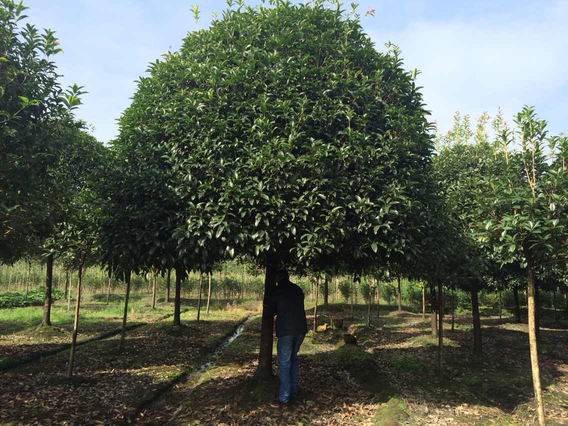 成都高桿桂花基地桂花直銷*格批量供應質量優(yōu)