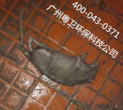 廣州滅鼠選哪家？ 廣州滅鼠公司選哪家？ 廣州殺蟲公司廣州滅鼠公司選哪家？