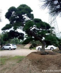 日本造型黑松別墅綠化工程 福建造型喬*品供應(yīng)商  福建漳州黑松別墅綠化工程公司 福建黑松別墅綠化工程供應(yīng)商