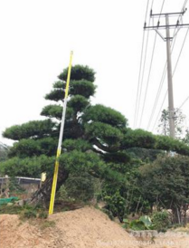 長(zhǎng)假啊供應(yīng)日本羅漢松*15至70公分批發(fā)羅漢松求購(gòu)羅漢松*別墅