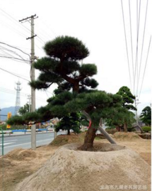 日本造型黑松別墅綠化工程 福建造型喬*品供應(yīng)商  福建漳州黑松別墅綠化工程公司 福建黑松別墅綠化工程供應(yīng)商