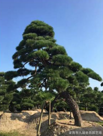 廠家批發(fā)*別墅*日本造型黑松福建漳州 日本造型黑松哪家好 日本造型黑松*惠 日本造型黑松供應(yīng)商