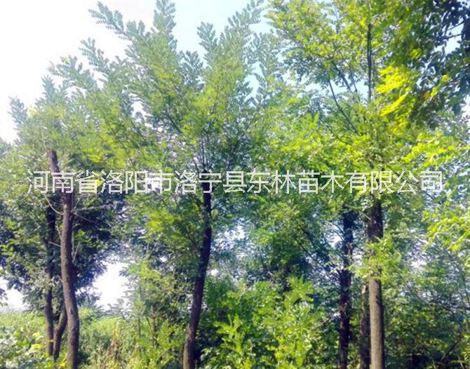 供應(yīng)米徑4-15公分國槐170棵