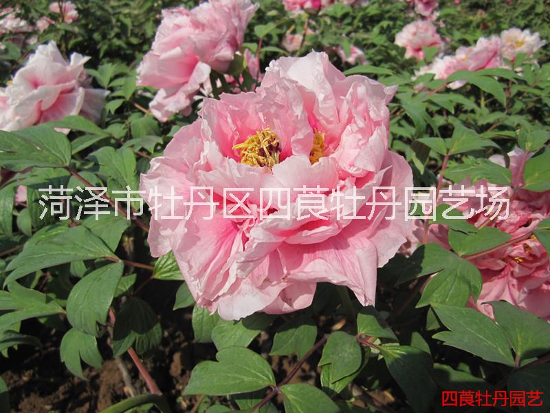 觀賞牡丹9*系 牡丹芍藥種植基地  牡丹芍藥花苗批發(fā)
