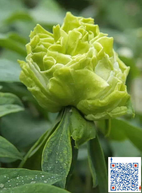 *牡丹 綠牡丹 菏澤四莨牡丹種植基地 云南*牡丹 綠牡丹 云南*牡丹苗多少錢