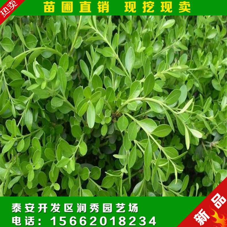 大葉黃楊 綠化工程*綠化苗