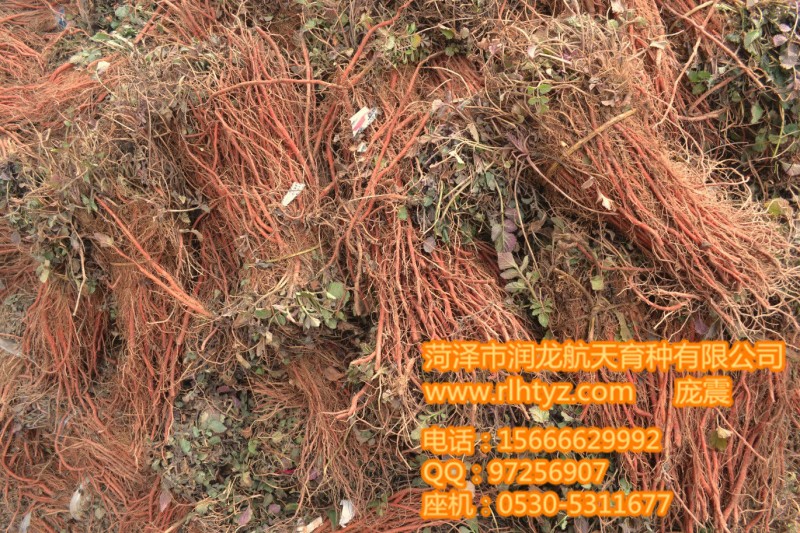 丹參種子-航天丹參種子-丹參