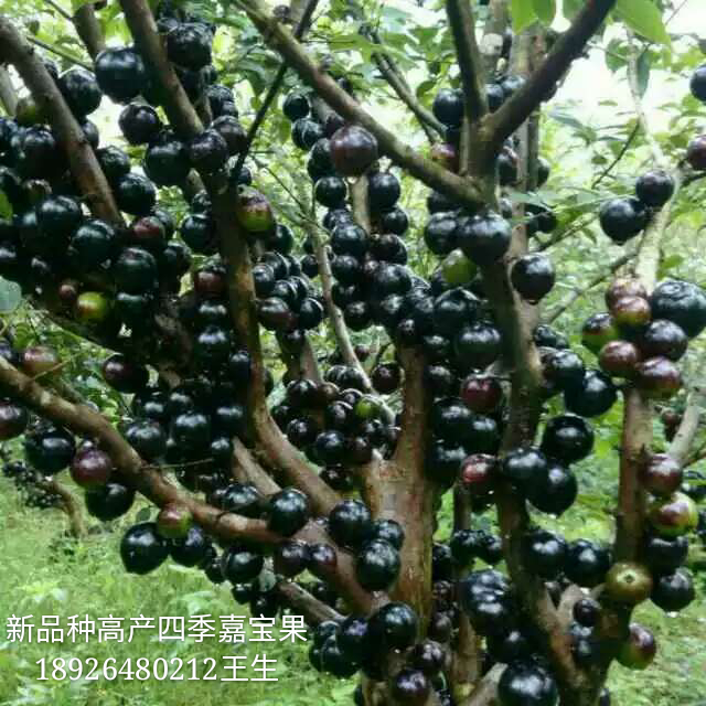 *品種四季嘉寶果苗