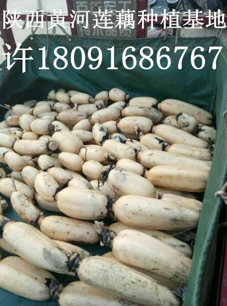 河南蓮藕種子價(jià)格有哪些*的蓮藕地方特產(chǎn)批發(fā)多少錢