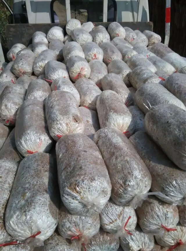 山東大量*供應平菇栽培菌種出菇菌棒