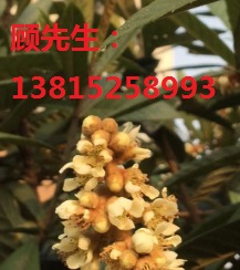 蘇州綠化苗木批發(fā)基地、苗木市場、庭院別墅綠化工程、蘇州綠化公司