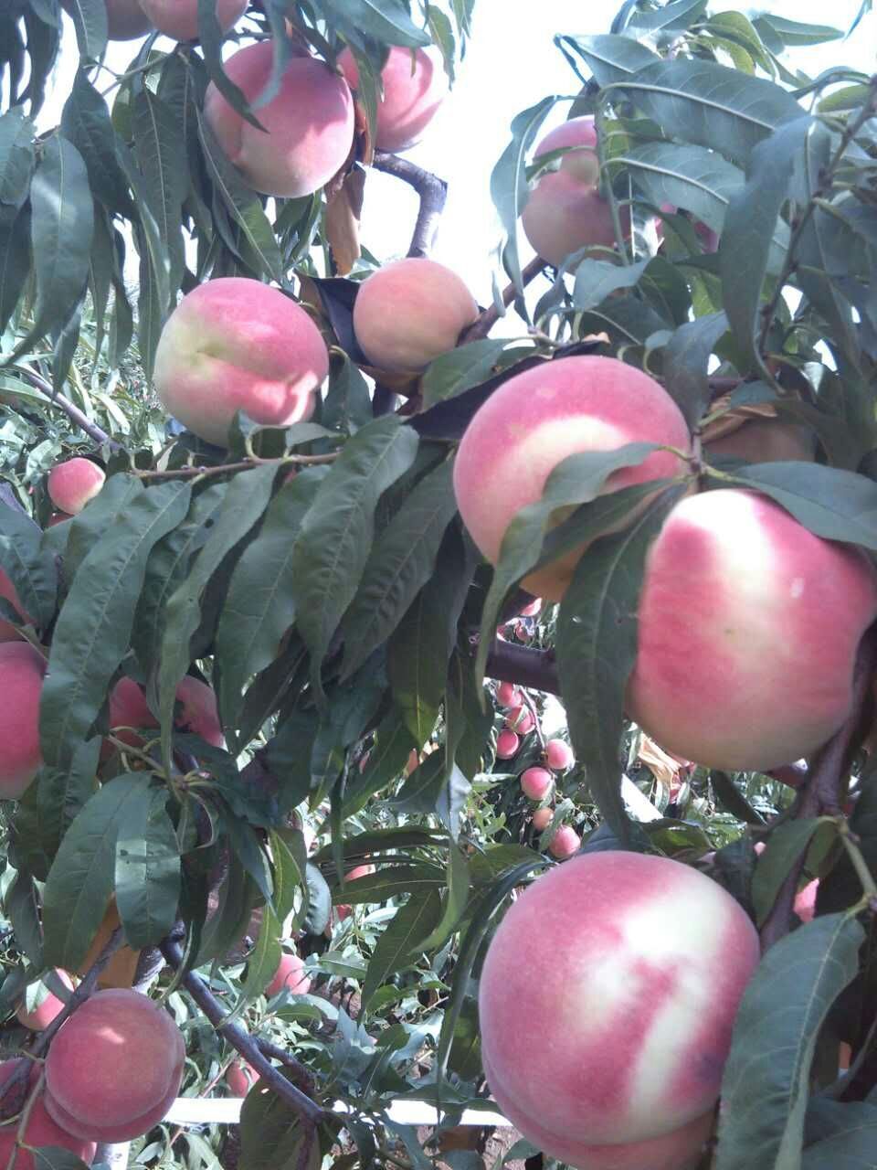 江西映霜紅桃樹苗批發(fā)價格，青州映霜紅桃樹苗批發(fā)，