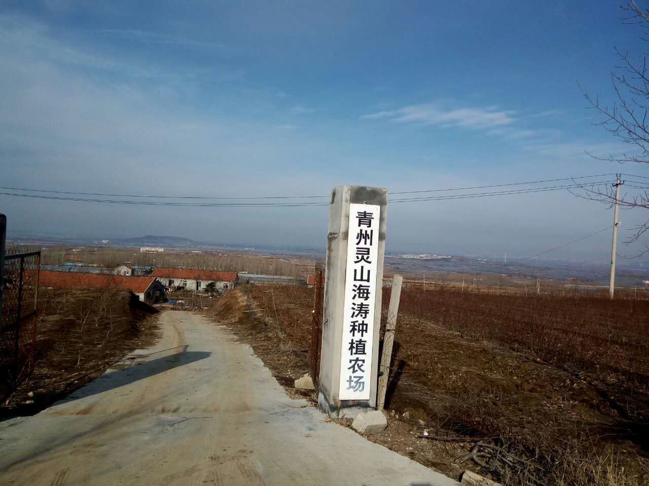 山西映霜紅桃樹苗批發(fā)價(jià)格，山西映霜紅桃樹苗批發(fā)，