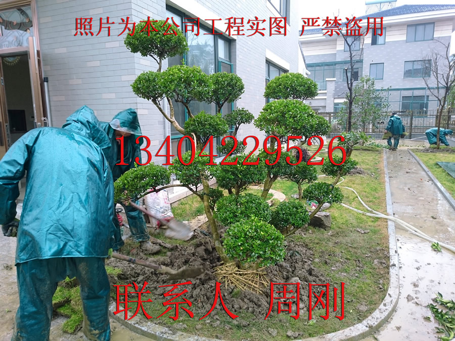 造型黃楊苗圃基地 蘇州庭院別墅景觀綠化 蘇州造型樹苗基地 景觀造型苗木