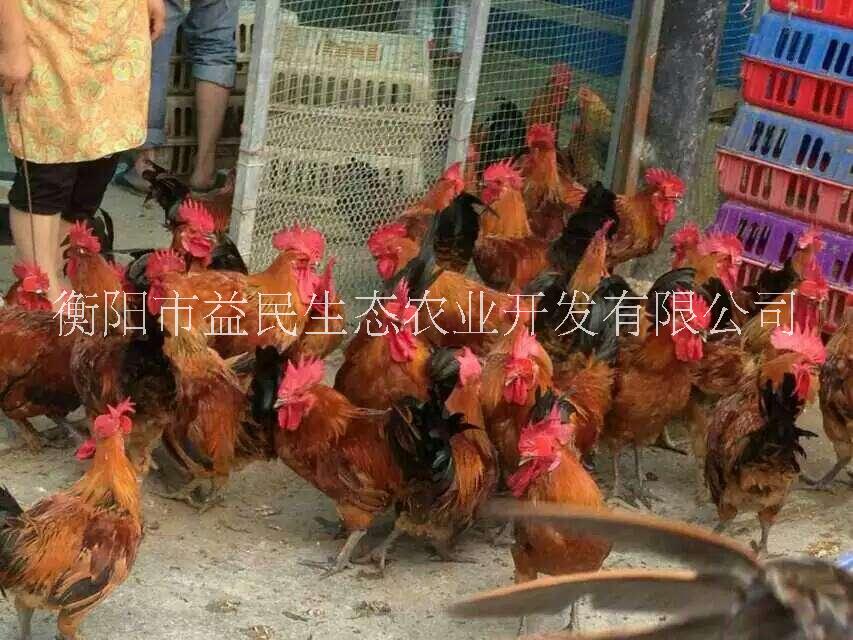 周期45-90天出欄 青腳麻雞苗  肉雞