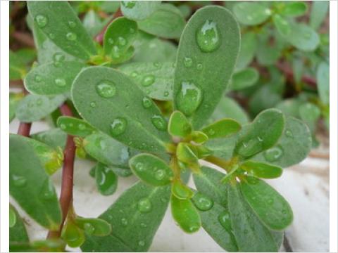 馬齒莧提取物；馬齒莧多糖；馬齒莧粉