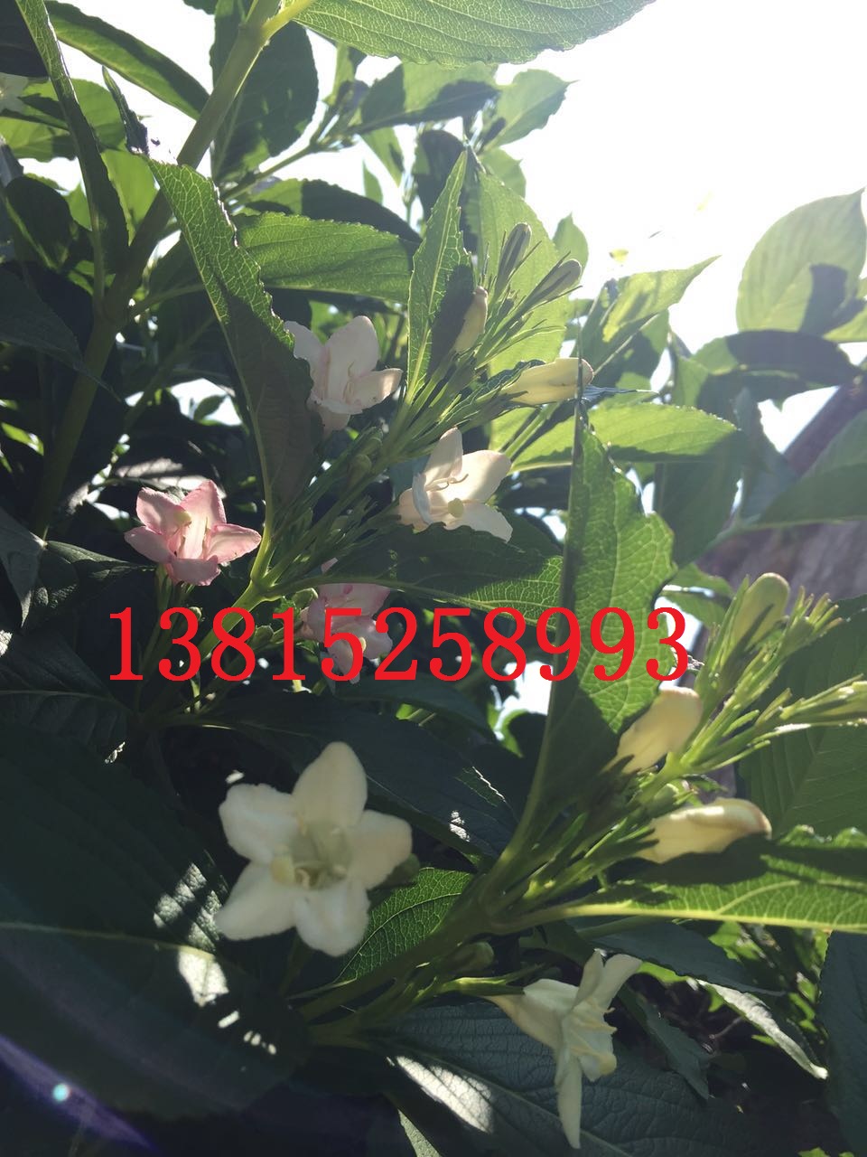 蘇州綠化苗木批發(fā)基地、蘇州苗木市場、蘇州庭院別墅綠化工程、蘇州綠化公司