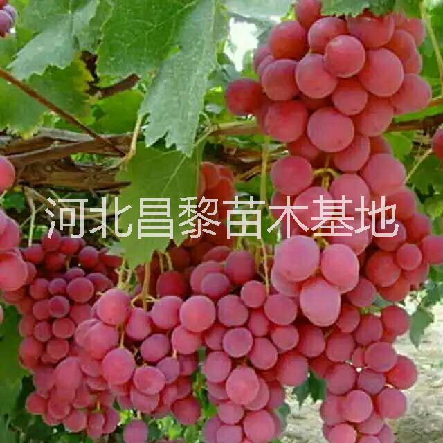 貴州葡萄苗供應(yīng)商 貴州葡萄苗 貴州葡萄苗價格