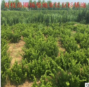 苗木批發(fā)曼地亞紅豆杉 地栽盆栽盆景曼地亞掛果紅豆杉