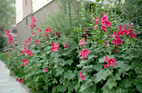 蜀葵一般多少錢  專業(yè)種植蜀葵 蜀葵種子價(jià)格貴嗎？ 江蘇蜀葵種植